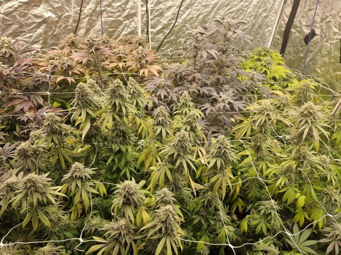Rs11 pheno hunt. Week 17