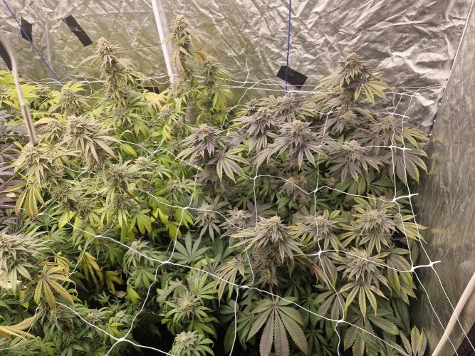 Rs11 pheno hunt. Week 17