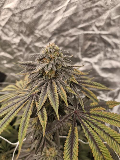 Rs11 pheno hunt. Week 17