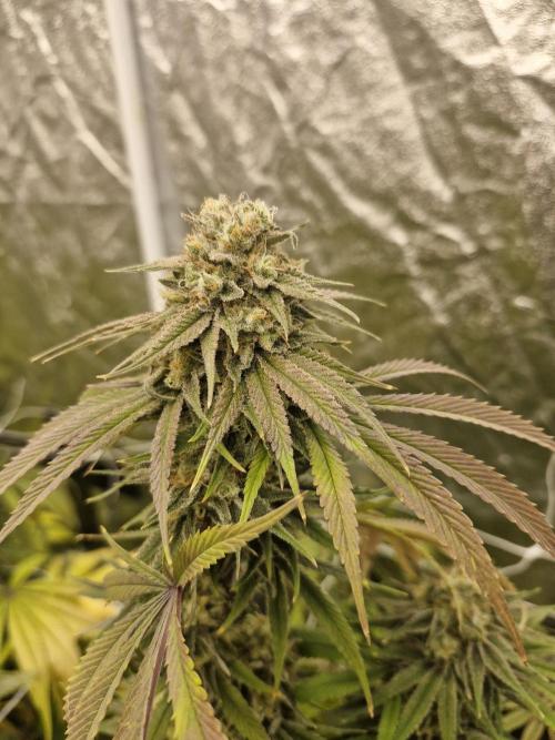 Rs11 pheno hunt. Week 17