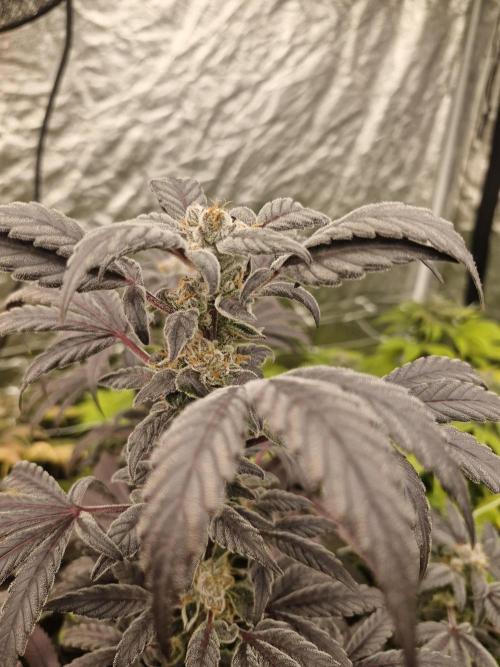 Rs11 pheno hunt. Week 17