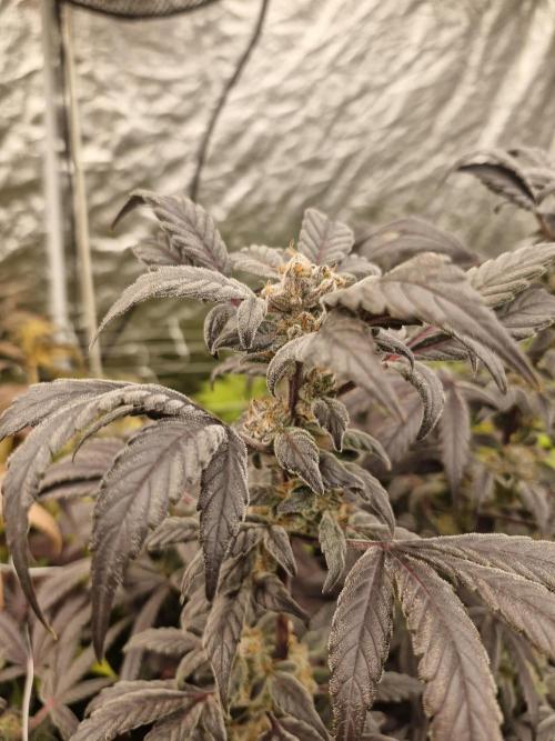 Rs11 pheno hunt. Week 17