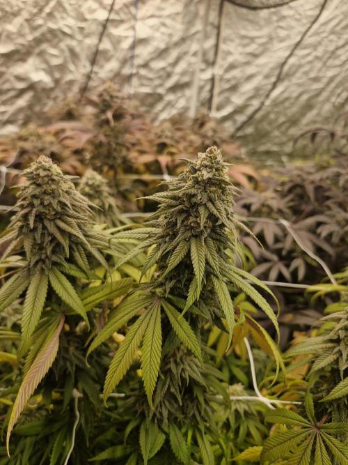 Rs11 pheno hunt. Week 17