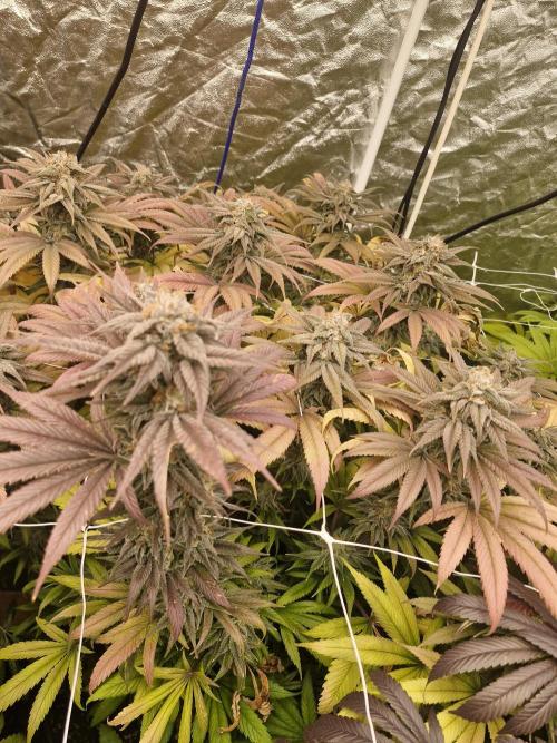 Rs11 pheno hunt. Week 17