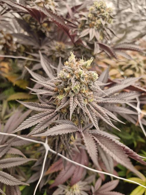 Rs11 pheno hunt. Week 17