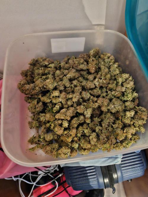 Blue dream pheno hunt. Week 15