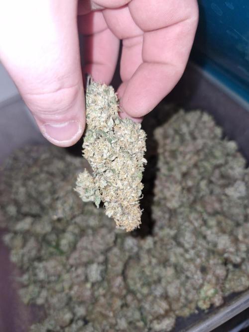 Blue dream pheno hunt. Week 15