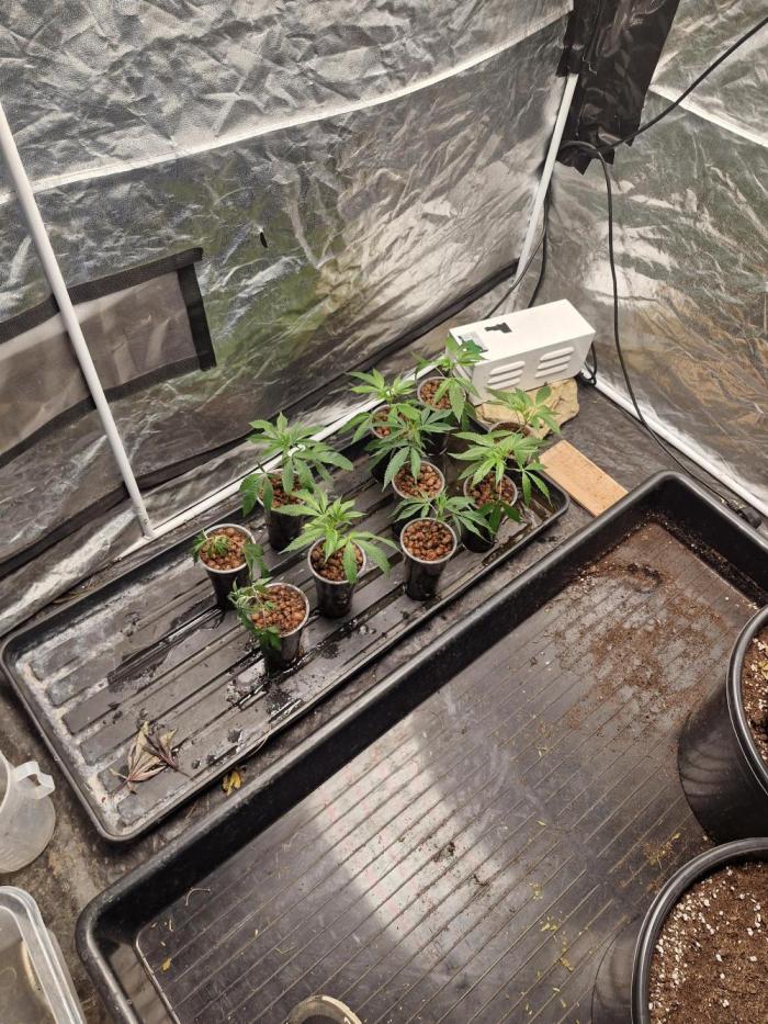 Blue sunset sherbet cuttings. Week 0