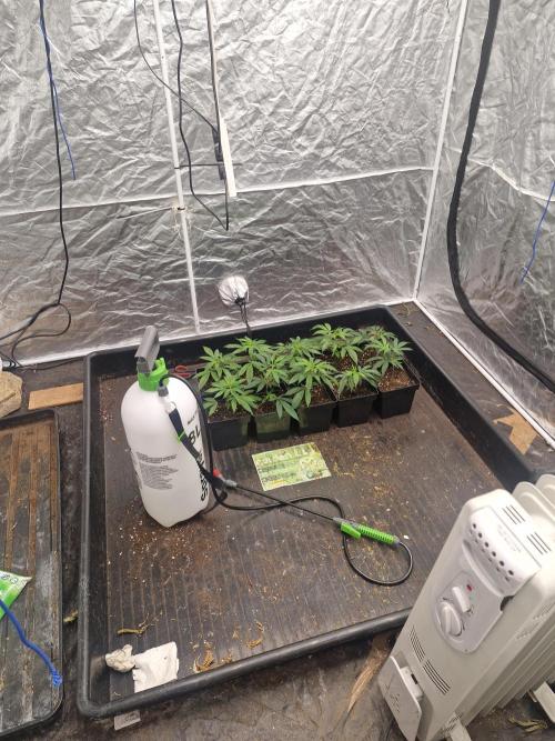 Blue sunset sherbet cuttings. Week 1