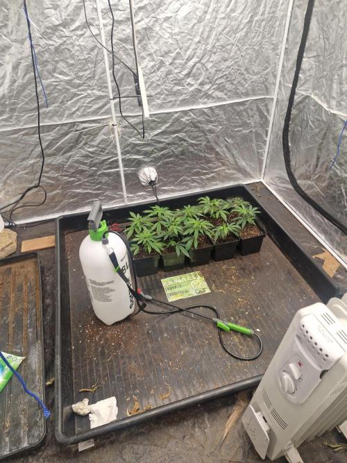 Blue sunset sherbet cuttings. Week 1