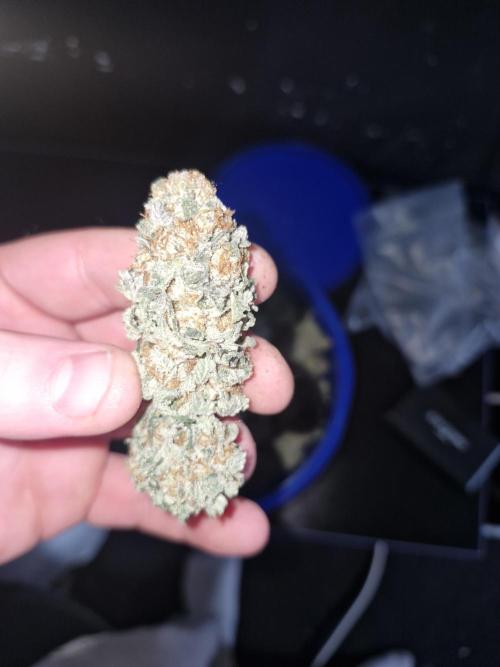 Rs11 pheno hunt. Week 18