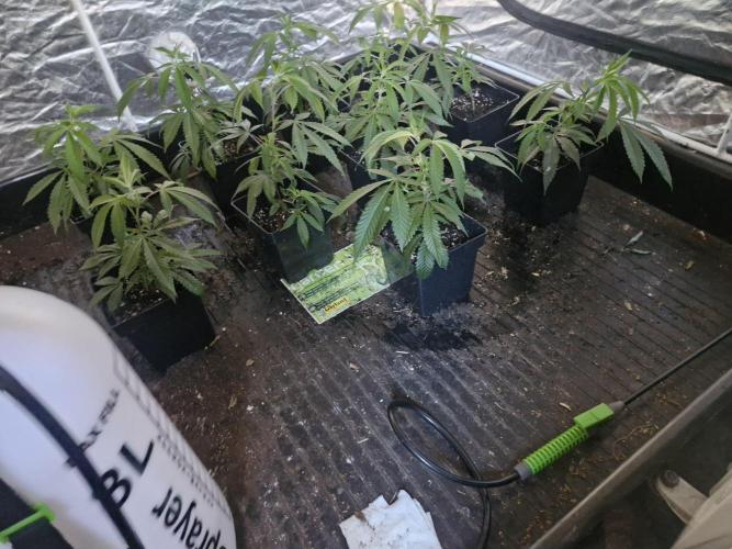 Blue sunset sherbet cuttings. Week 2