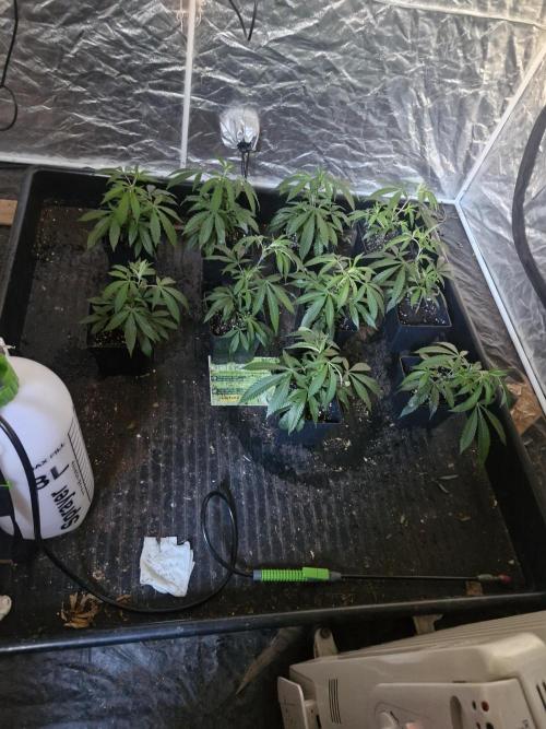 Blue sunset sherbet cuttings. Week 2