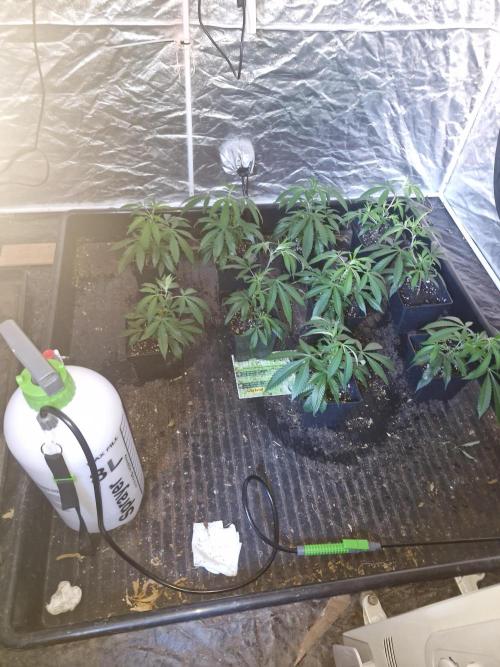 Blue sunset sherbet cuttings. Week 2