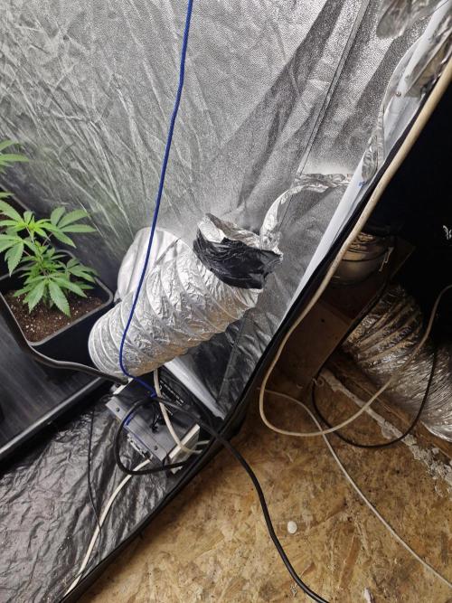 Blue sunset sherbet cuttings. Week 3
