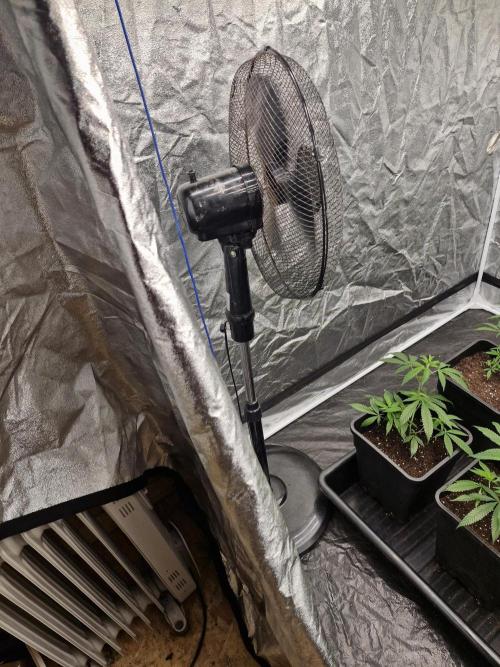 Blue sunset sherbet cuttings. Week 3
