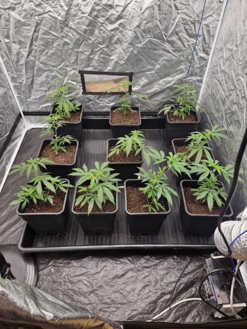 Blue sunset sherbet cuttings. Week 3