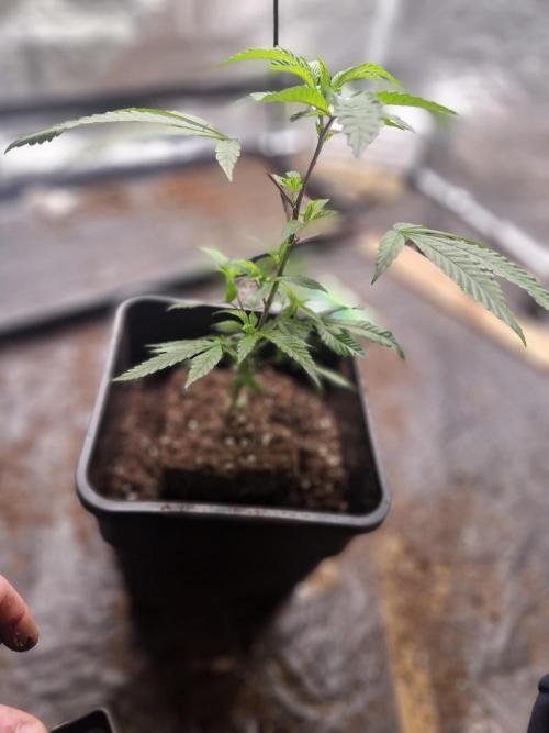 Blue sunset sherbet cuttings. Week 3