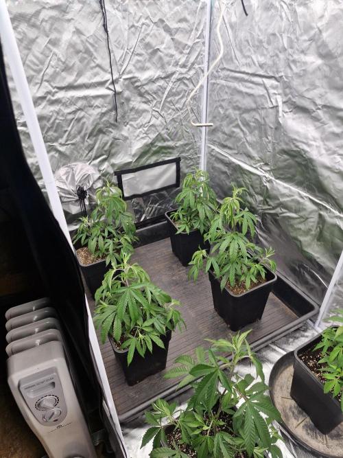 Blue sunset sherbet cuttings. Week 4