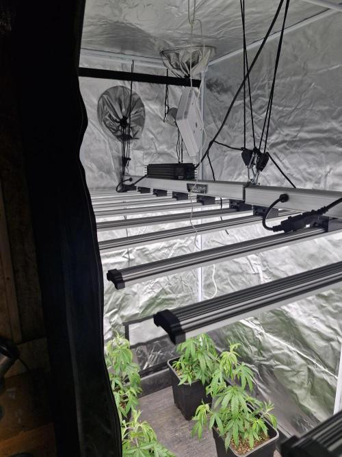 Blue sunset sherbet cuttings. Week 4