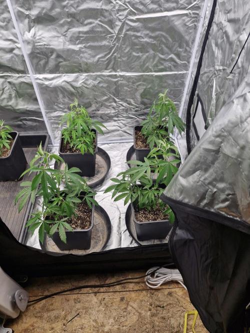 Blue sunset sherbet cuttings. Week 4