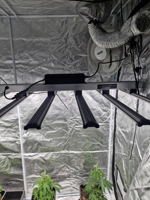 Blue sunset sherbet cuttings. Week 4
