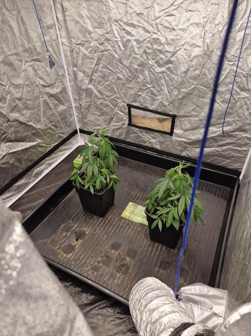 Blue sunset sherbet running for cuttings. Week 4