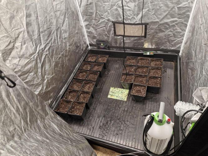 Purple stardawg and mendo breath. Week 0