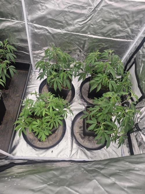 Blue sunset sherbet cuttings. Week 5