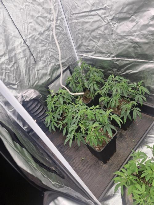 Blue sunset sherbet cuttings. Week 5