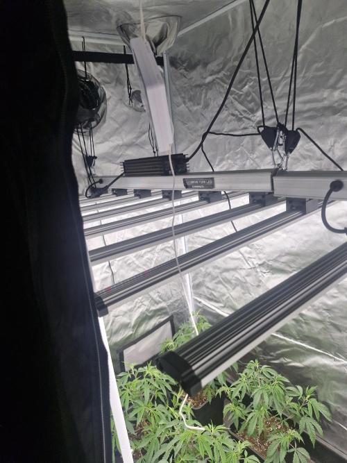 Blue sunset sherbet cuttings. Week 5