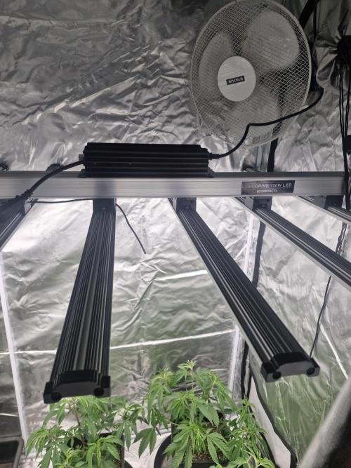 Blue sunset sherbet cuttings. Week 5