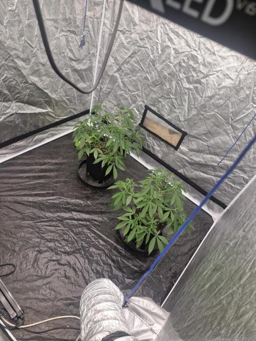 Blue sunset sherbet running for cuttings. Week 5