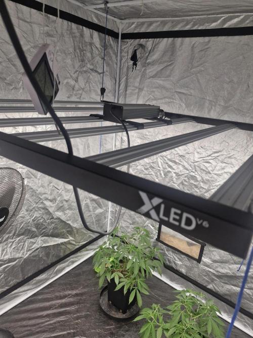 Blue sunset sherbet running for cuttings. Week 5