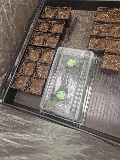 Purple stardawg and mendo breath. Week 1