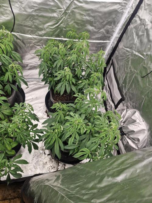 Blue sunset sherbet cuttings. Week 6