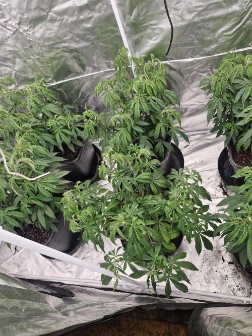 Blue sunset sherbet cuttings. Week 6