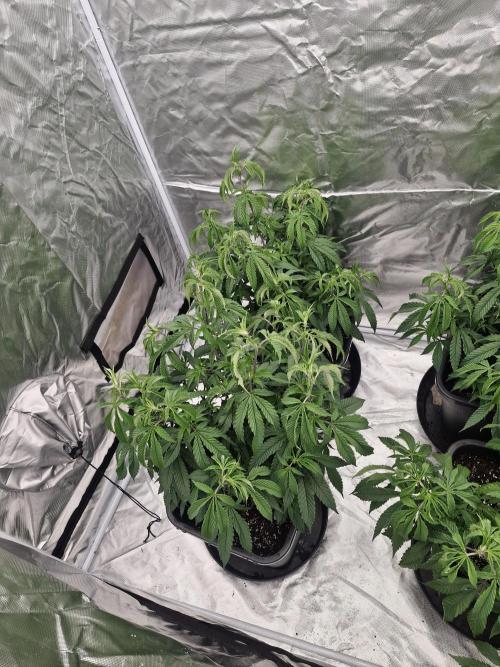 Blue sunset sherbet cuttings. Week 6