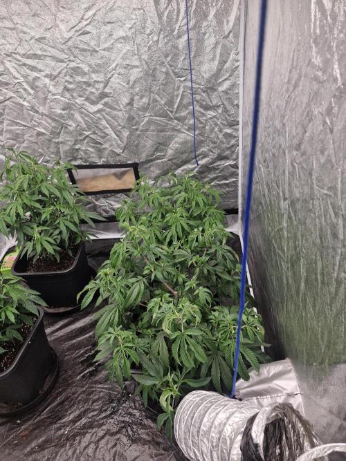 Blue sunset sherbet running for cuttings. Week 6