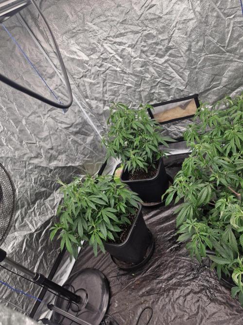 Blue sunset sherbet running for cuttings. Week 6