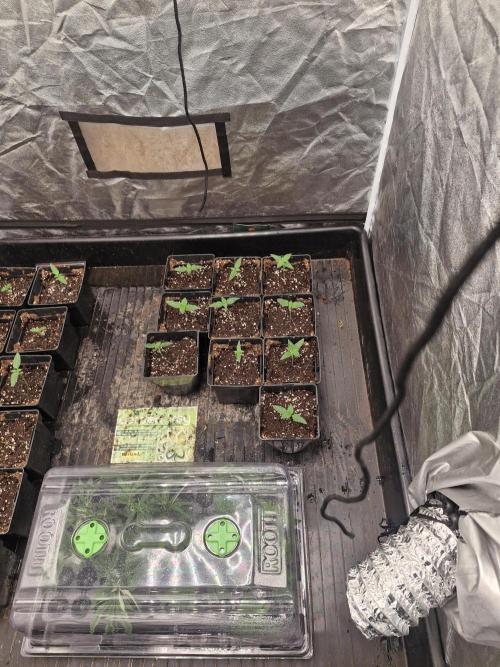 Purple stardawg and mendo breath. Week 2