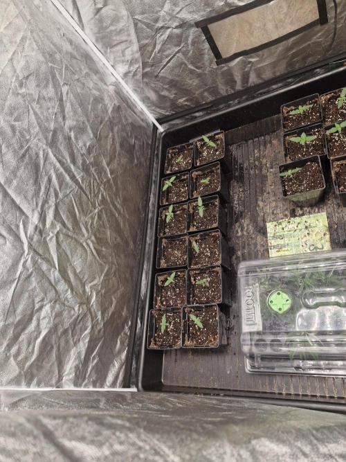 Purple stardawg and mendo breath. Week 2
