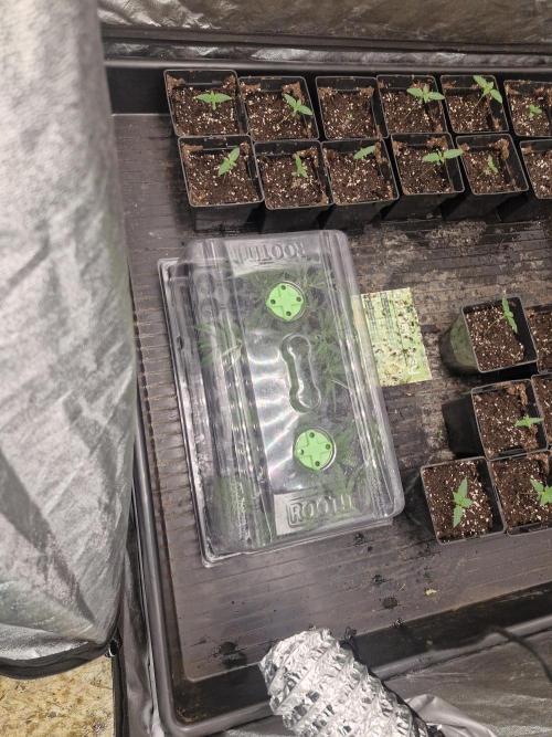 Purple stardawg and mendo breath. Week 2