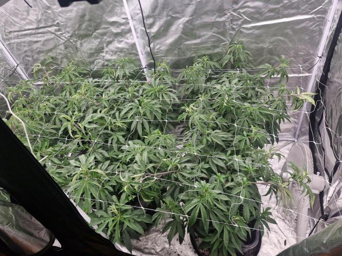 Blue sunset sherbet cuttings. Week 7