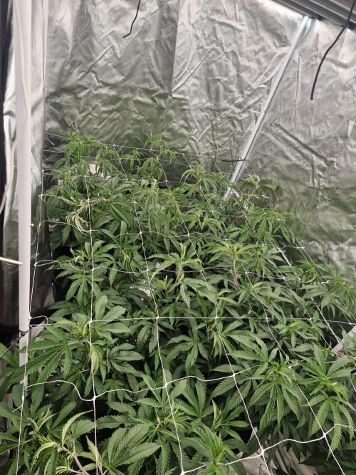 Blue sunset sherbet cuttings. Week 7