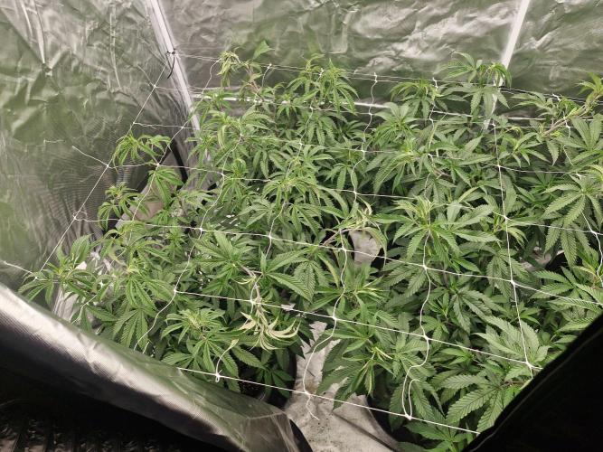 Blue sunset sherbet cuttings. Week 7