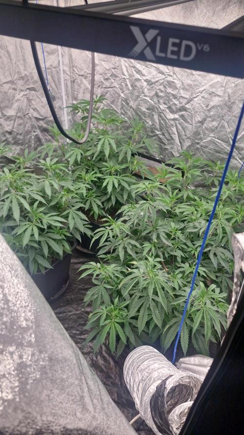 Blue sunset sherbet running for cuttings. Week 7