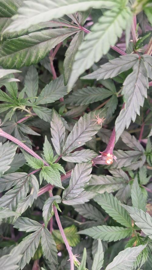 Blue sunset sherbet running for cuttings. Week 7