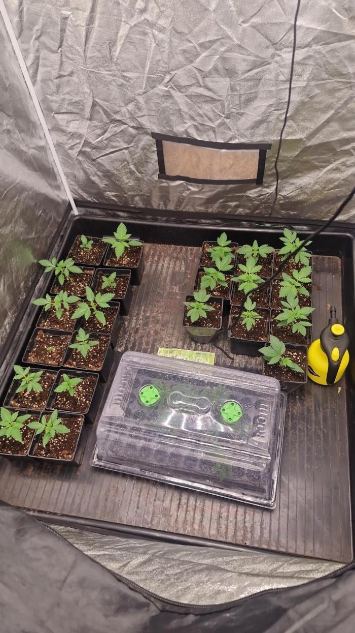 Purple stardawg and mendo breath. Week 3