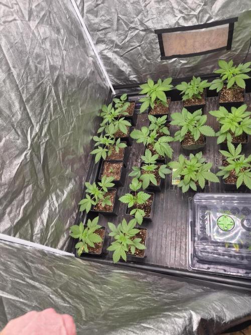 Purple stardawg and mendo breath. Week 4